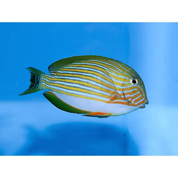 Acanthurus lineatus