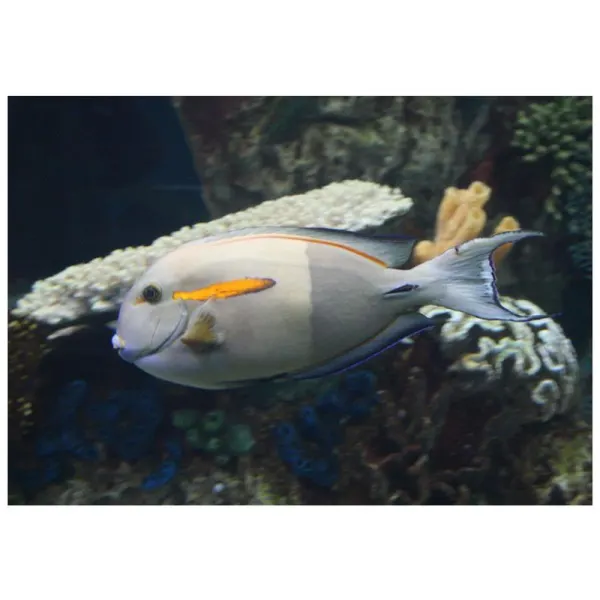 Acanthurus olivaceus