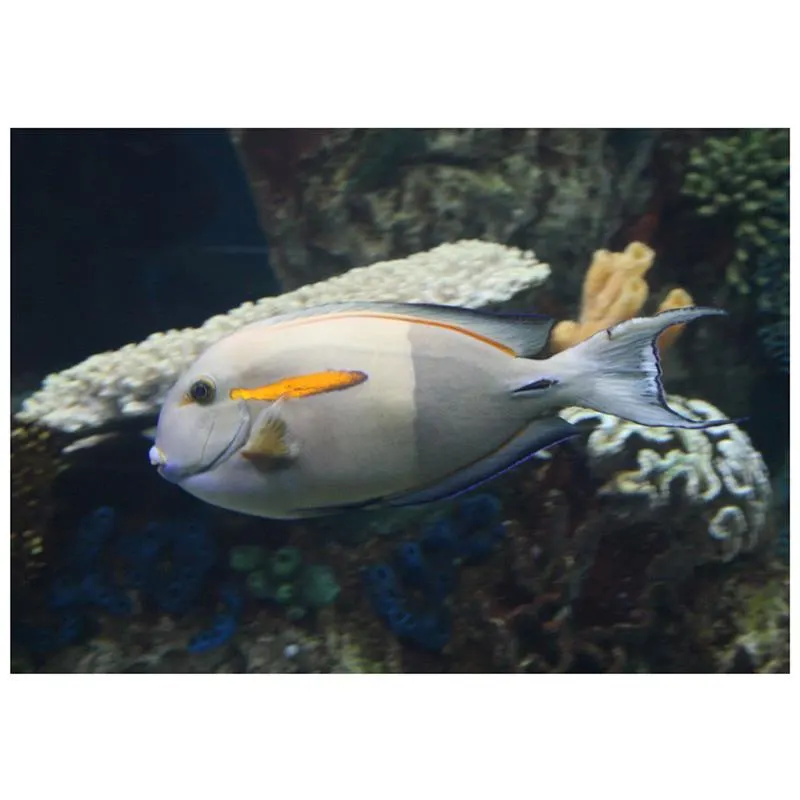 Acanthurus olivaceus
