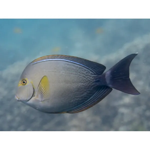 Acanthurus xanthopterus (Yellowfin surgeonfish)