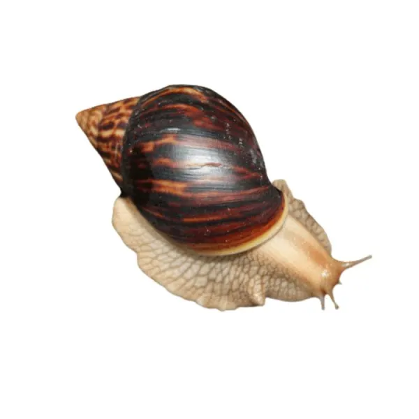 Achatina immaculata 'Melc gigant african'