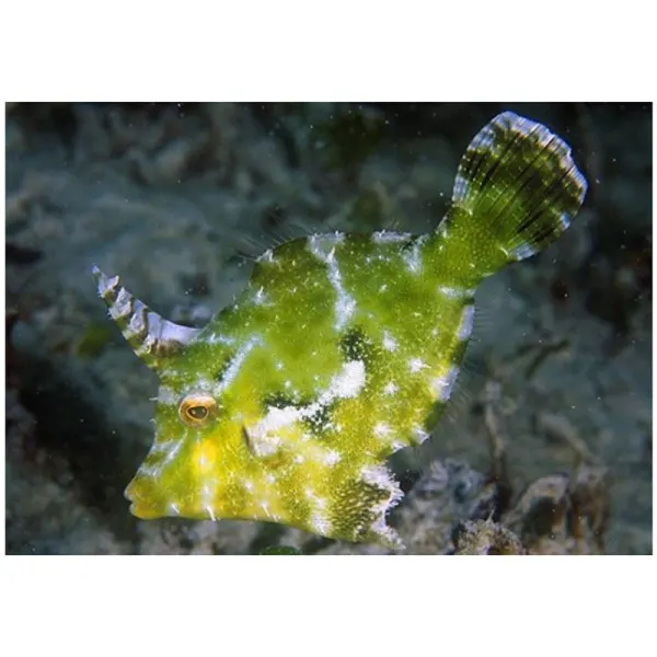 Acreichthys tomentosus (Matted Filefish)
