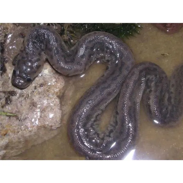 Acrochordus javanicus