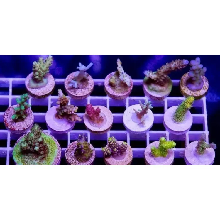 Acropora p. type 2 -frag
