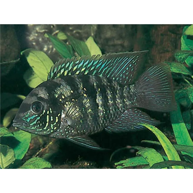 Aequidens pulcher latifrons
