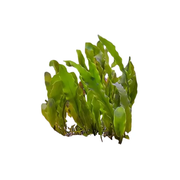 Alge marine Caulerpa prolifera