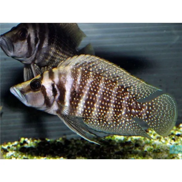 Altolamprologus calvus black zaire moliro