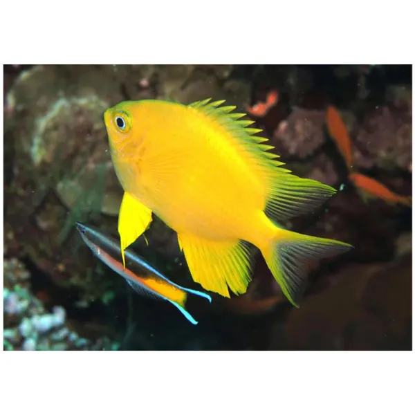Amblyglyphidodon aureus (Golden damselfish)