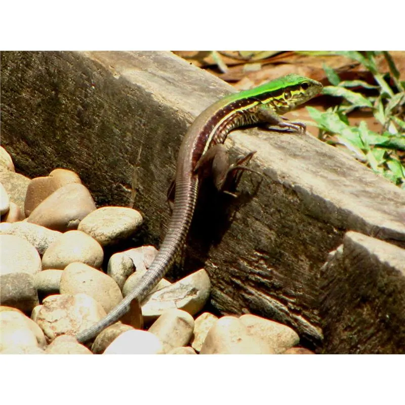 Ameiva ameiva