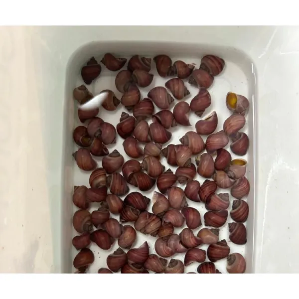 Amularis sp. australs pink