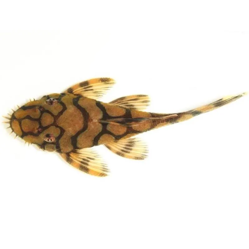 Ancistrus / L519 Rio Itenez 3 - 3,5 cm