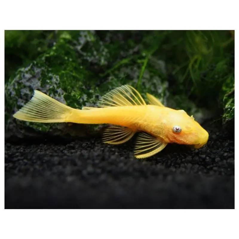 Ancistrus lemon long fin 144