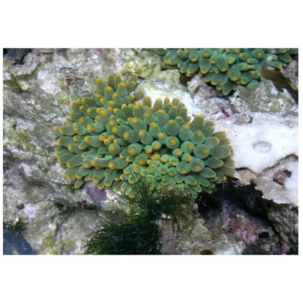 Anemona Heteractis Balu