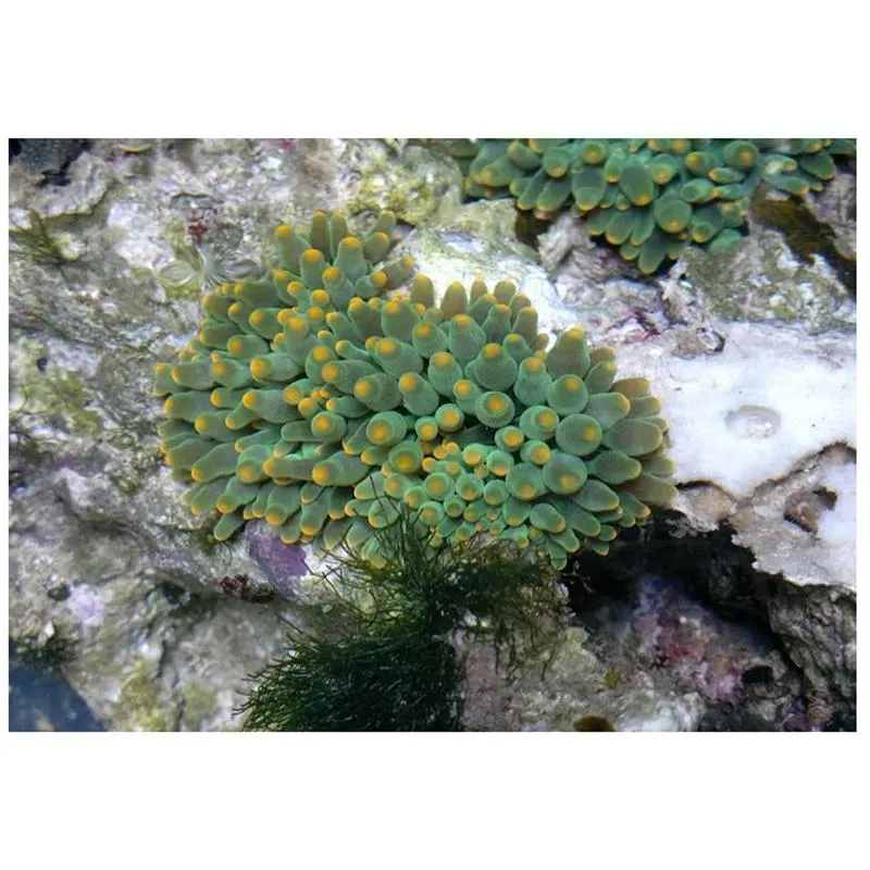 Anemona Heteractis Balu