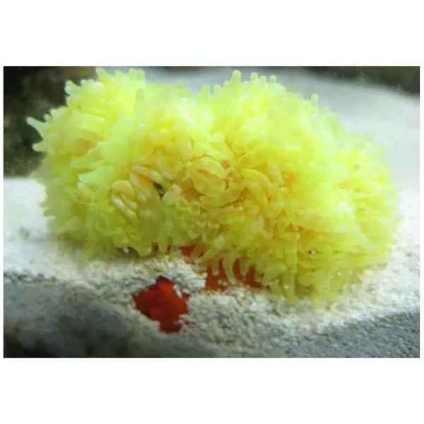 Anemona Heteractis Malu (galbena)