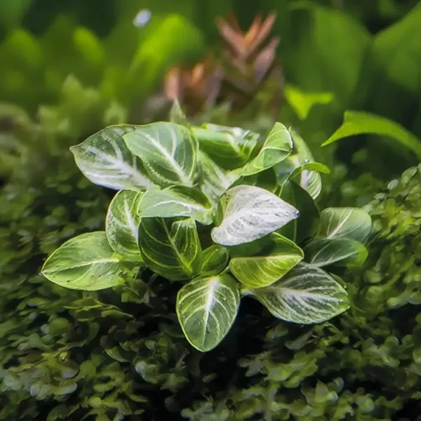 Anubias Barteri var. Nana Stardust