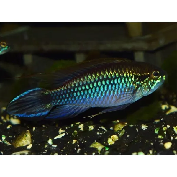 Apistogramma agas.blue