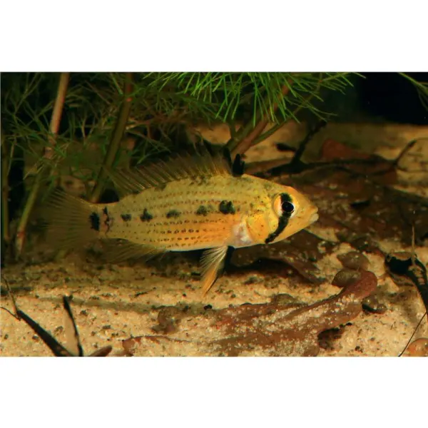 Apistogramma agas. gold line tucurui