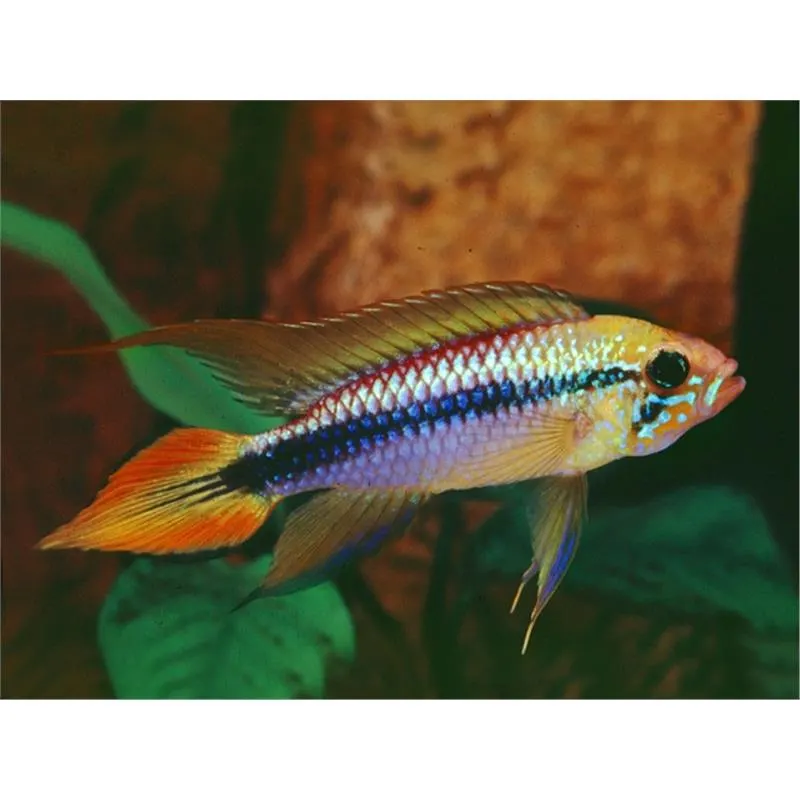 Apistogramma Agassizi double red