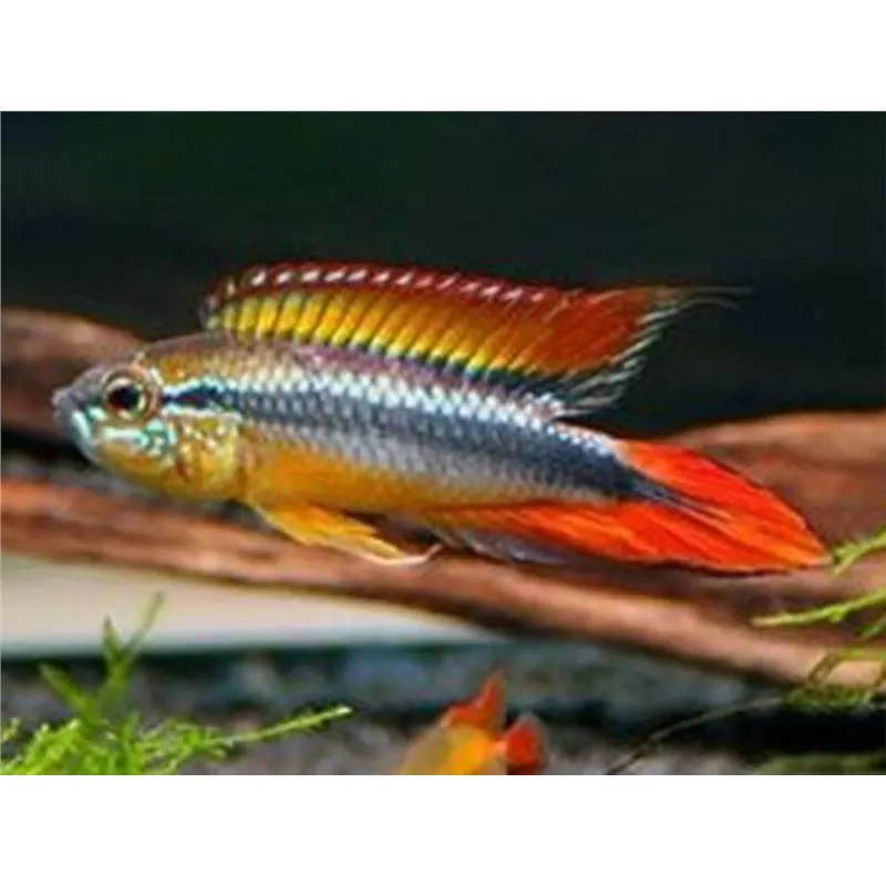 Apistogramma agassizi red dorsal