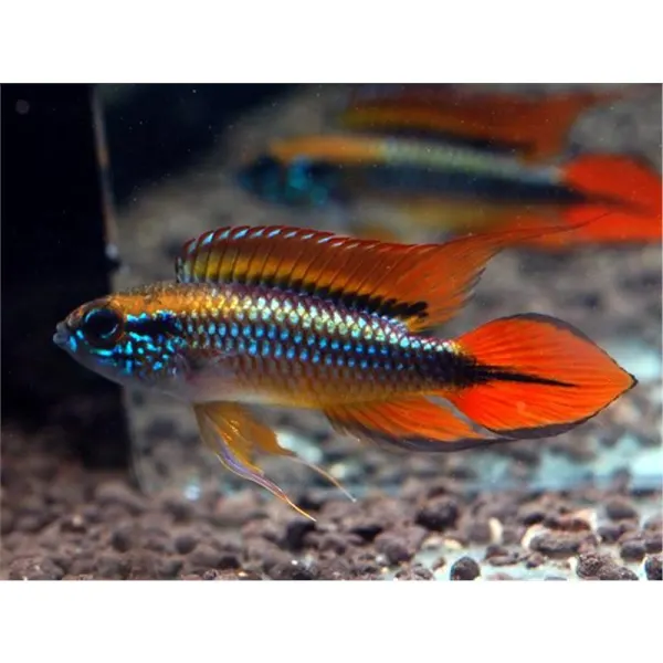 Apistogramma agassizi super red