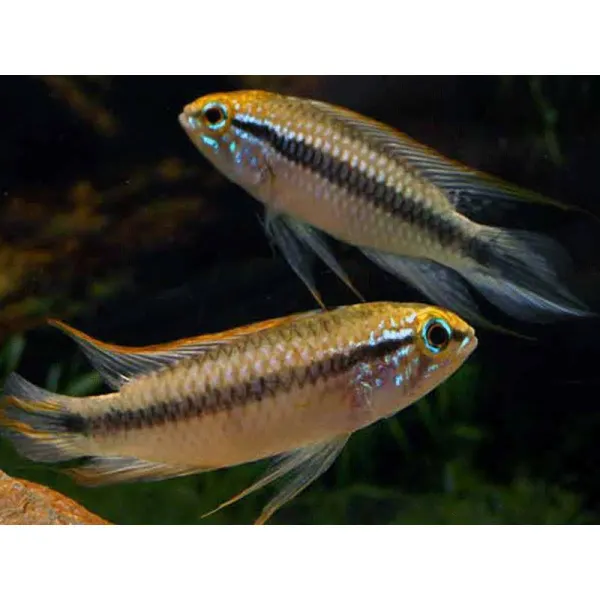 Apistogramma agassizi tefe ii