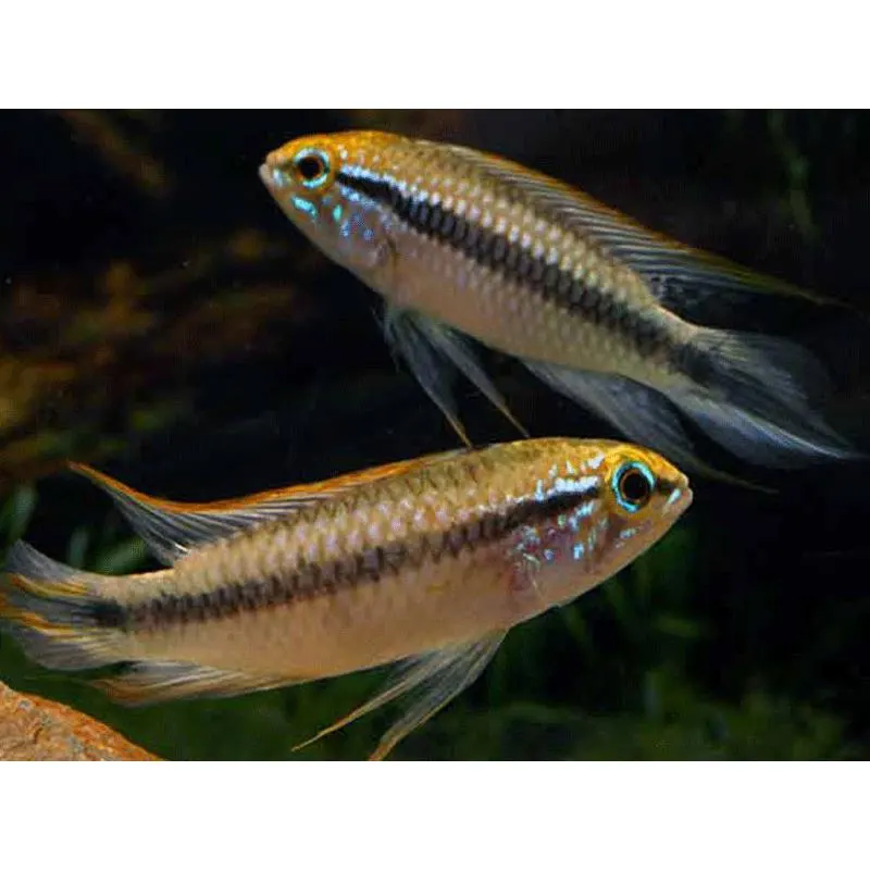 Apistogramma agassizi tefe ii