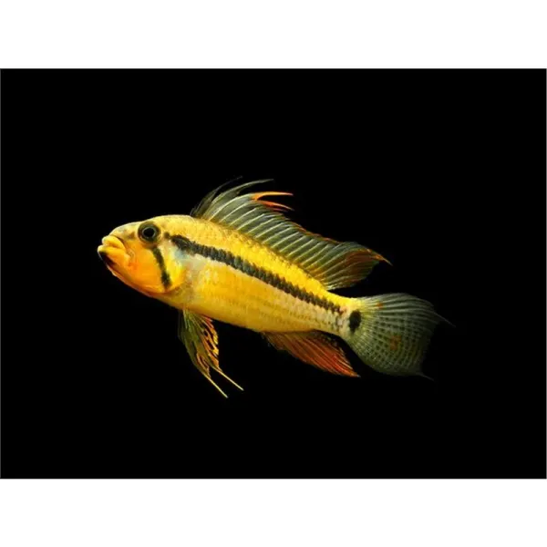 Apistogramma Black chin