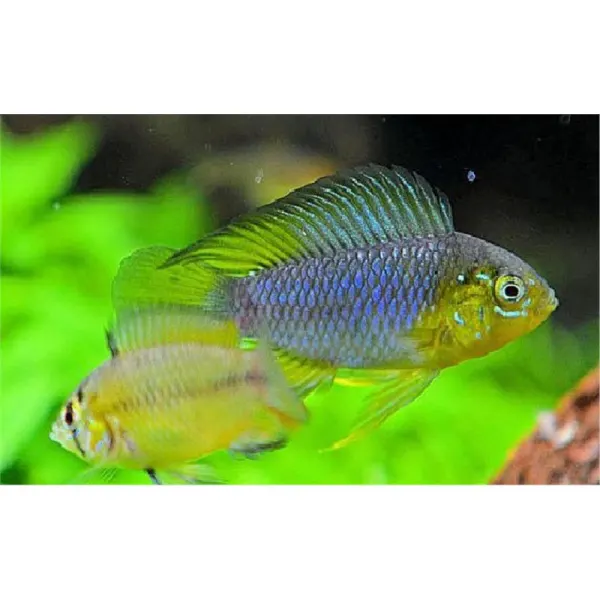 Apistogramma borelli 'Yellow Head'
