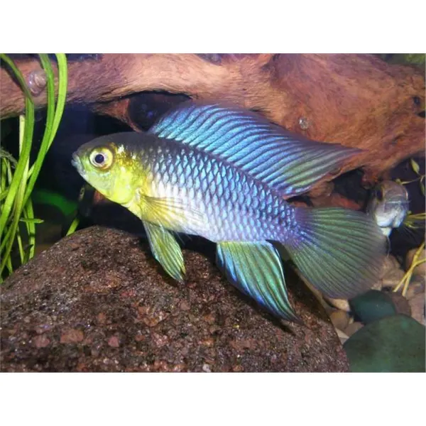 Apistogramma borelli - Paraguay