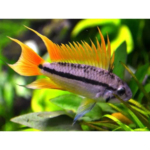 Apistogramma cacatuoides orange