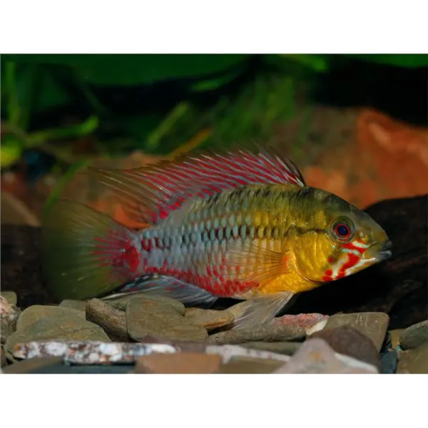Apistogramma hongsloi