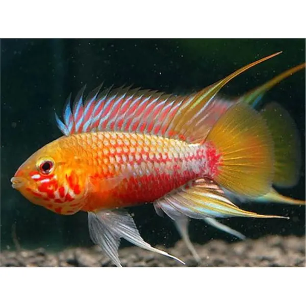Apistogramma hongsloi i red-gold