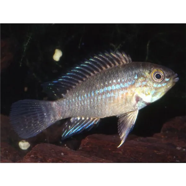 Apistogramma piauiensis