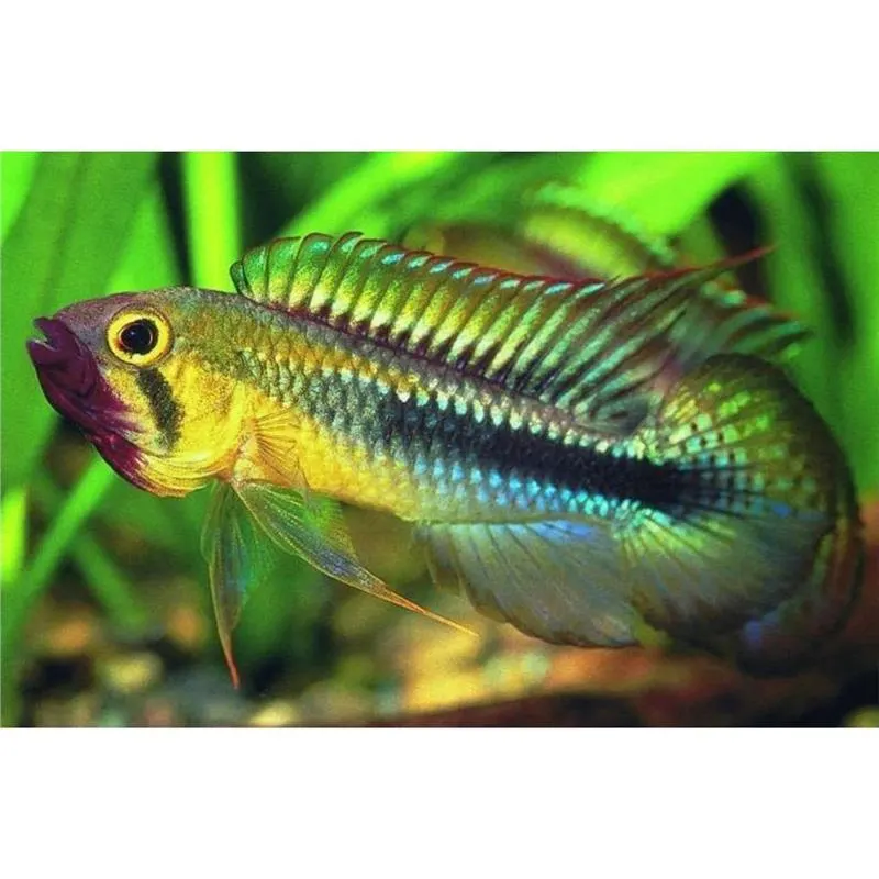 Apistogramma wilhelmi