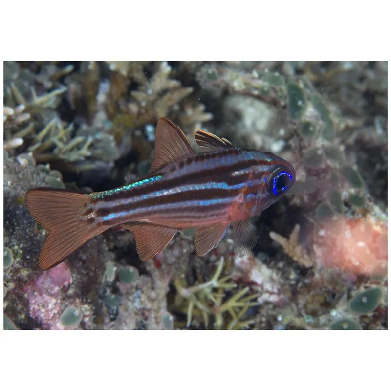 Apogon compressus (Ostorhinchus compressus)