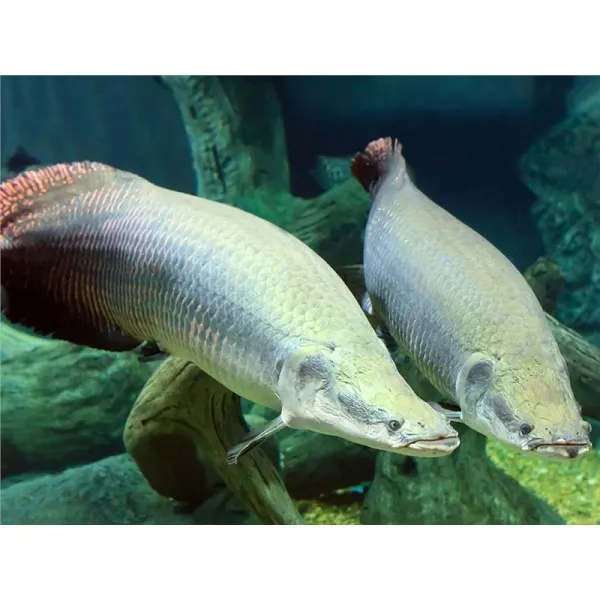 Arapaima gigas