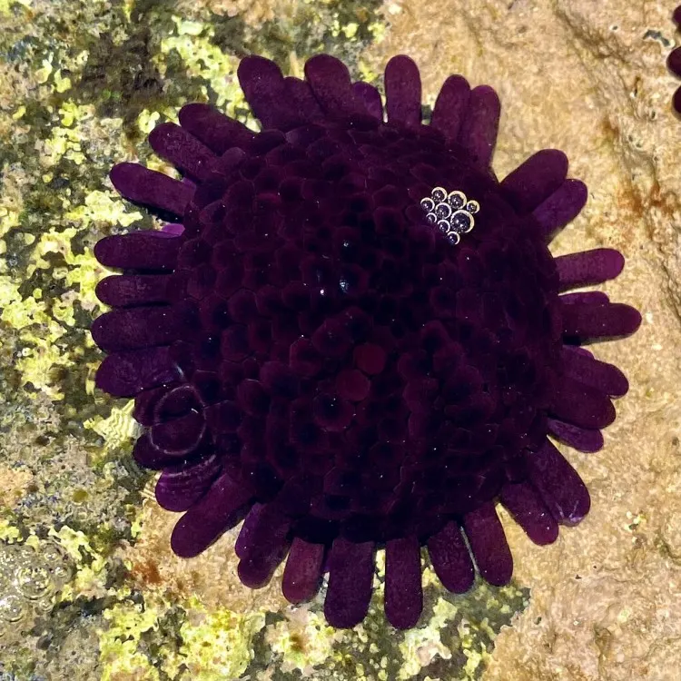 Arici de mare Colobocentrotus atratus