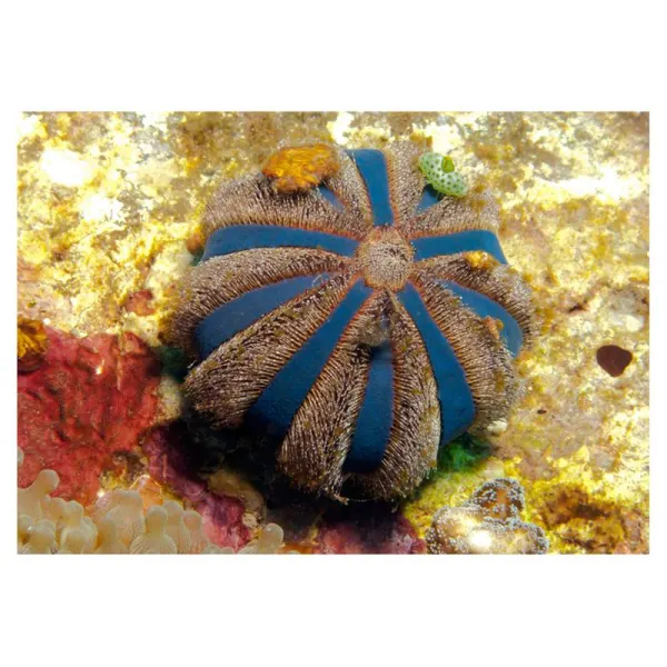 Arici de mare Mespilia globulus
