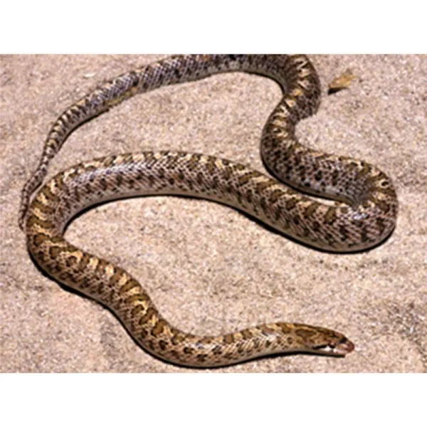 Arizona elegans