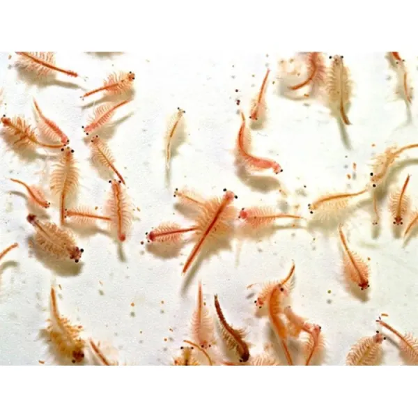 Artemia Vie 90 ml