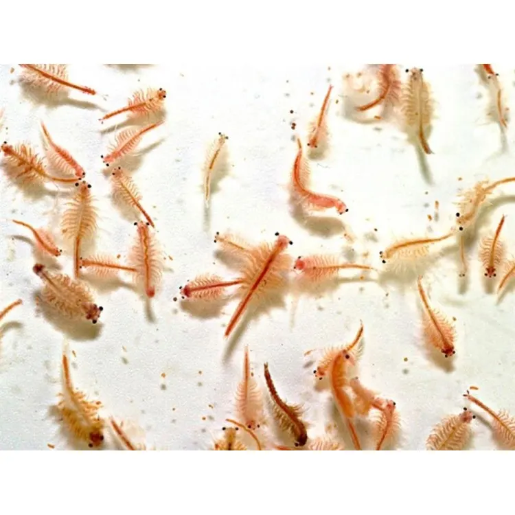Artemia Vie 90 ml