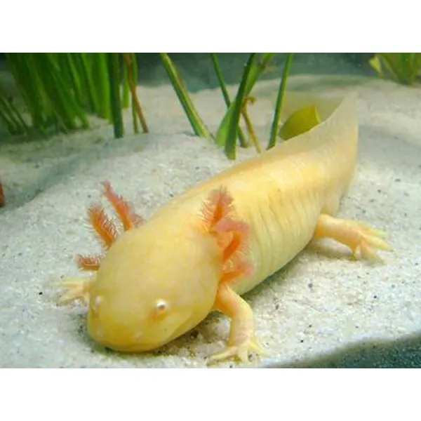Axolotl Ambystoma mexicanum gold albino pearl