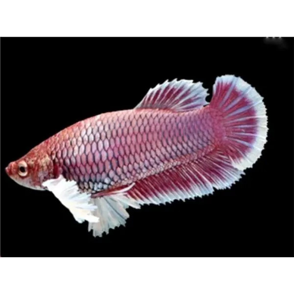 Betta Plakat Big Ears MIX Femela
