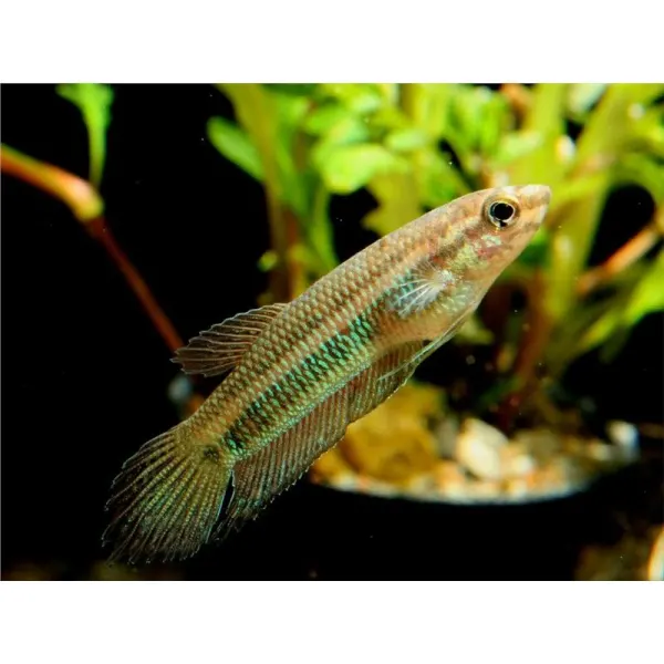 Betta simorum
