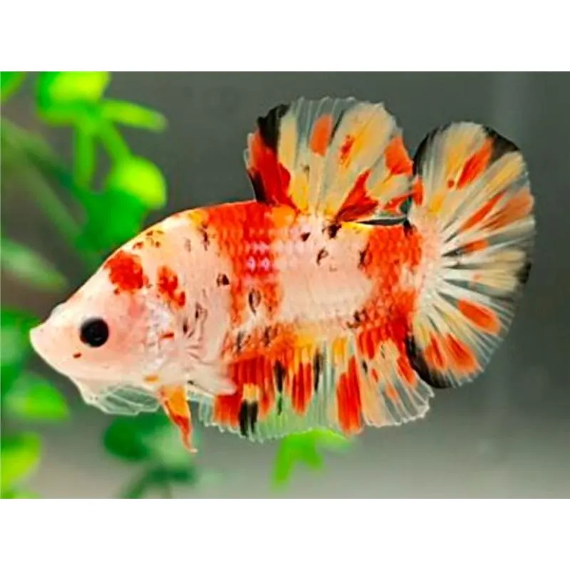 Betta spl. male giant nemo