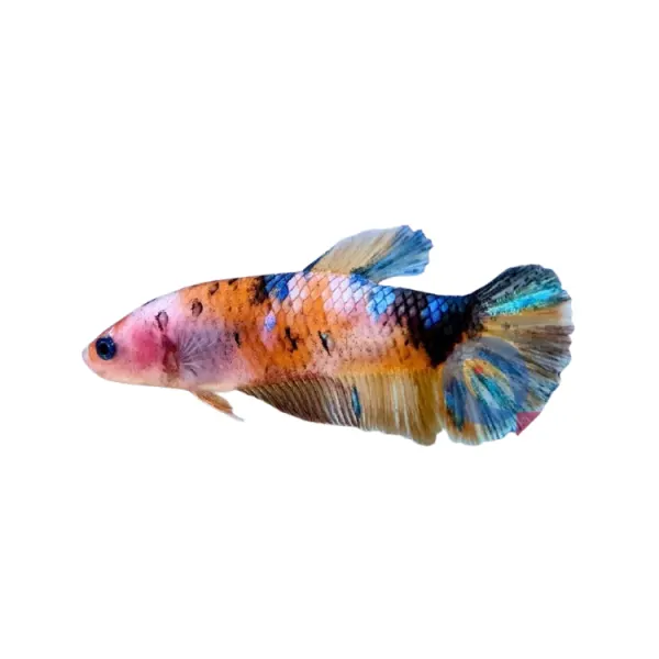 Betta splendens 'Giant Nemo' Femela