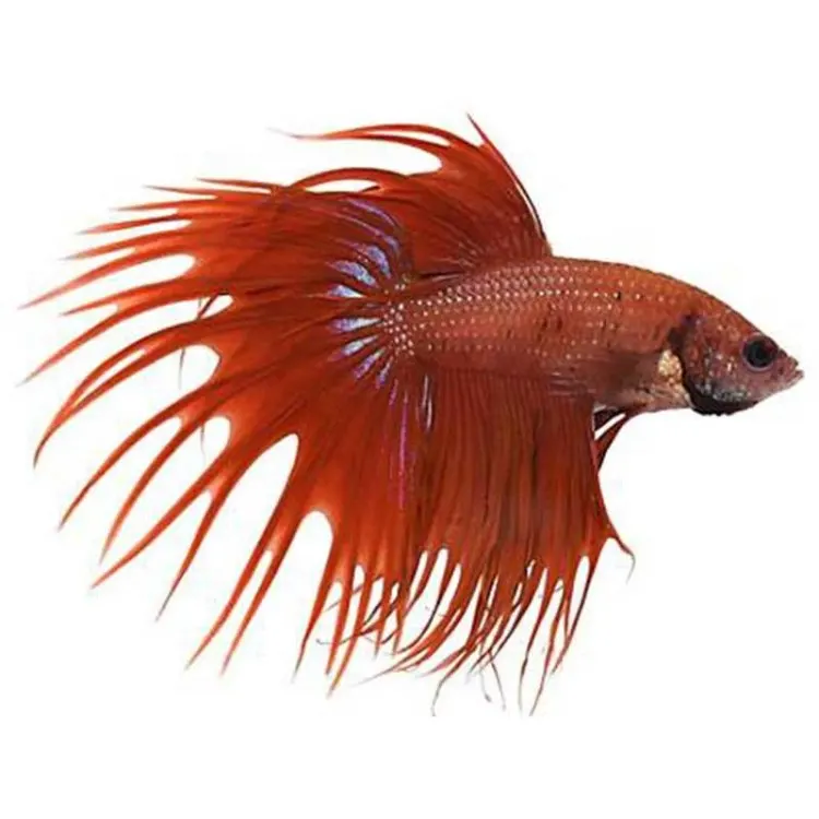 Betta splendens Crowntail Fancy MIX Mascul