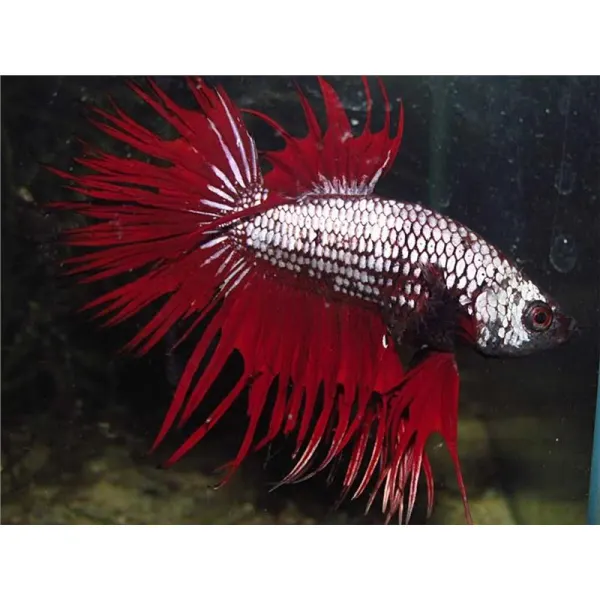 Betta splendens Dragon MIX Mascul
