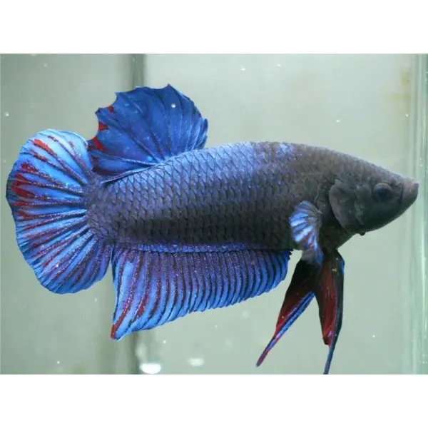 Betta splendens Giant A grade Mascul
